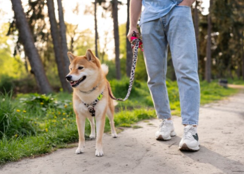 Рязанцев предупредили об угрозе для домашних собак в новогодние праздники Рязанцев предупредили об угрозе для домашних собак в новогодние праздники