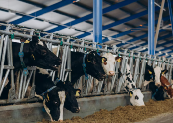 В Касимовском районе построят еще одну молочную ферму В Касимовском районе построят еще одну молочную ферму