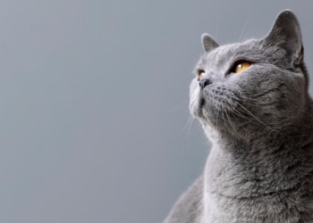 В Рыбновском районе живодер застрелил трех кошек