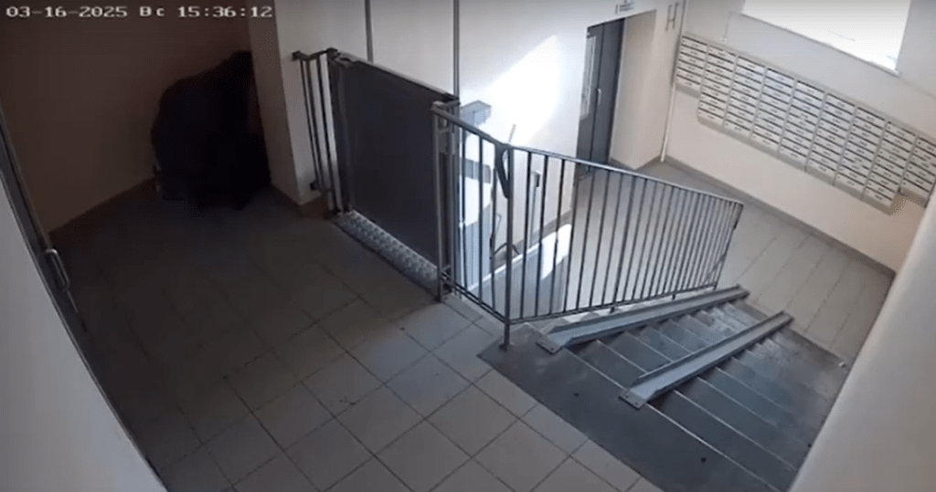 На улице Шереметьевской женщина принесла в подъезд дома кота в пакете и оставила его
