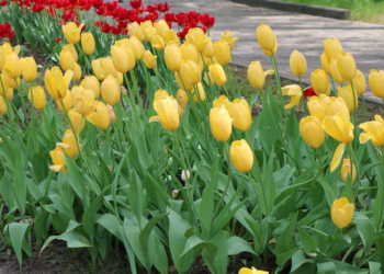 В весенне-летний сезон Рязань украсят более миллиона цветов В весенне-летний сезон Рязань украсят более миллиона цветов