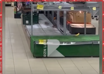 В рязанском магазине в отделе со свежими овощами засняли крыс