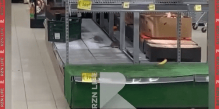 В рязанском магазине в отделе со свежими овощами засняли крыс