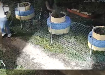 Двое неизвестных растерзали клумбу в рязанском Дягилеве Двое неизвестных растерзали клумбу в рязанском Дягилеве