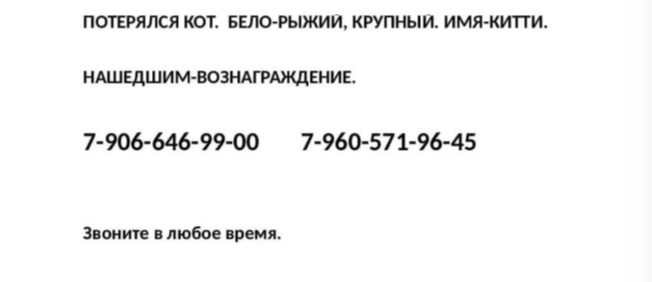 В Рязанском районе после ДТП потерялся кот