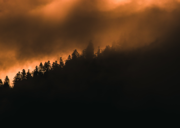 За минувшую неделю в Рязанской области произошел лесной пожар