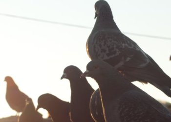 Рязанцам грозит штраф за кормление голубей на территории Рязанского кремля