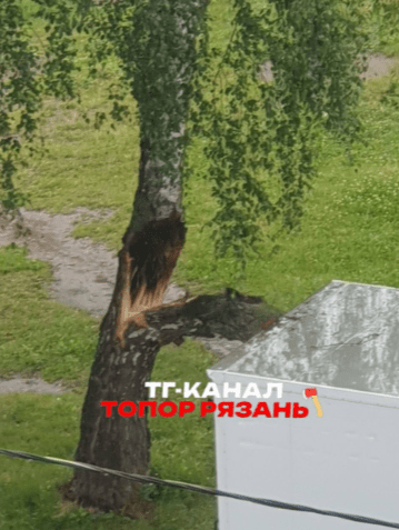 В Рязани на припаркованные автомобили упало дерево