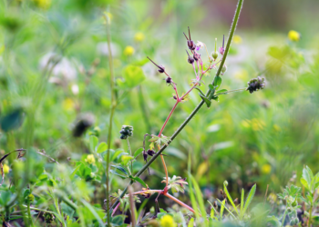 В Старожиловском районе ввели карантин из-за повилики В Старожиловском районе ввели карантин из-за повилики