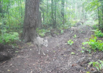 В рязанском Окском заповеднике в фотоловушку попали энергичные волки В рязанском Окском заповеднике в фотоловушку попали энергичные волки