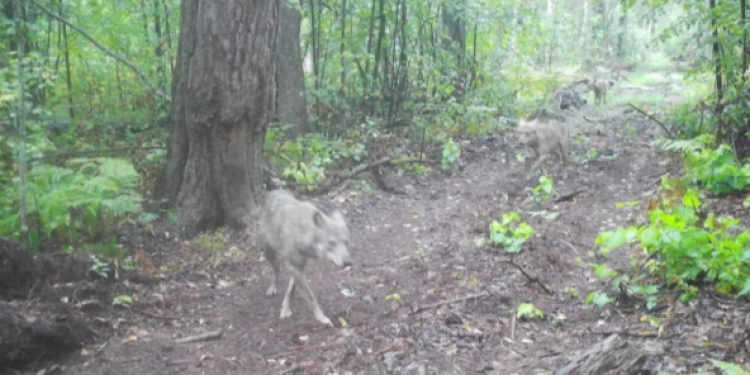 В рязанском Окском заповеднике в фотоловушку попали энергичные волки