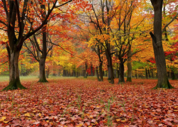 Во вторник в Рязанской области ожидается до +11 градусов Во вторник в Рязанской области ожидается до +11 градусов