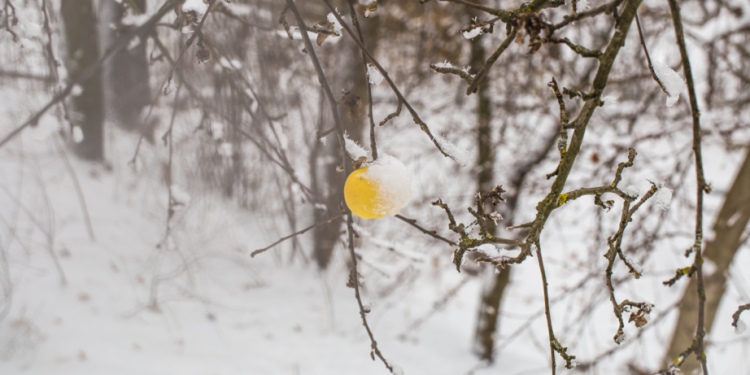 Метеорологическая зима в Центральной России настанет в второй половине ноября Метеорологическая зима в Центральной России настанет в второй половине ноября