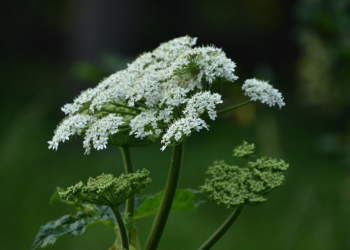 В России с 1 марта владельцев земельных участках обяжут бороться с борщевиком В России с 1 марта владельцев земельных участках обяжут бороться с борщевиком