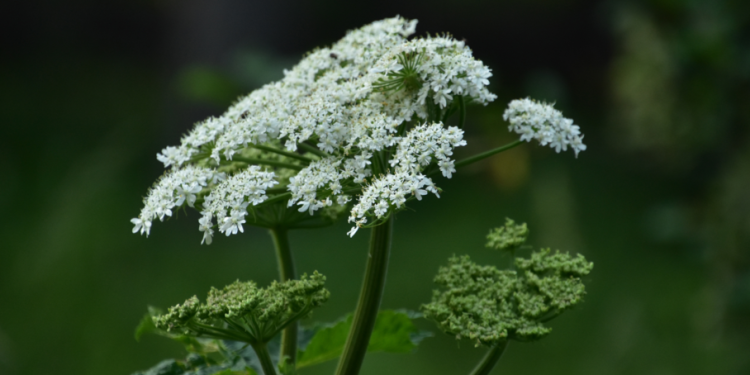 В России с 1 марта владельцев земельных участках обяжут бороться с борщевиком