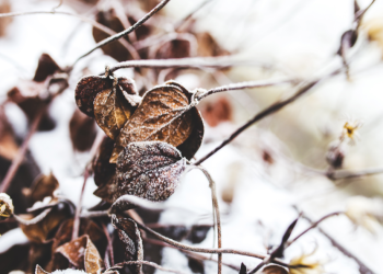 Россиян предупредили о заморозках в выходные