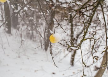 Синоптик Вильфанд рассказал, в каких российских регионах уже выпал снег