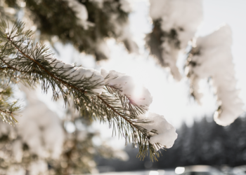 Вильфанд: зима в Центральной России будет теплее нормы