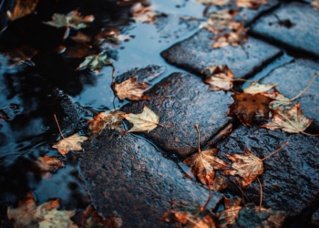 В пятницу в Рязанской области ожидается дождь и до +6 градусов