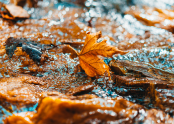 В ночь на вторник в Рязанской области похолодает до -6 градусов