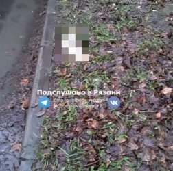 В рязанском ЦПКиО заметили мертвую белочку