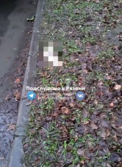 В рязанском ЦПКиО заметили мертвую белочку