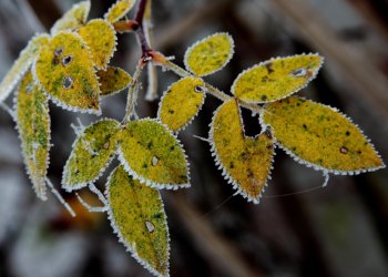 В среду в Рязанской области ожидается мокрый снег и до +6 градусов