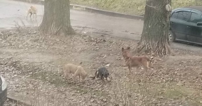 Рязанцы пожаловались на три стаи бродячих собак