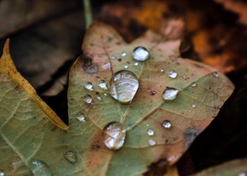 В субботу в Рязанской области ожидается дождь и до +4 градусов