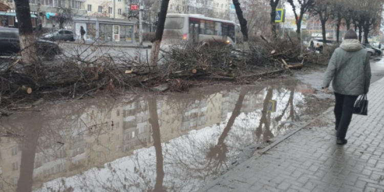 Рязанец пожаловался на оставленные после спиливания ветки