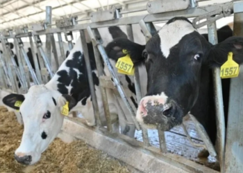 Малков: Рязанский регион получит 3 миллиона рублей на развитие животноводства