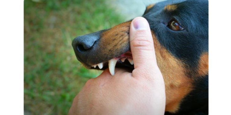 Рязанцы возмущены бездействием службы по отлову бездомных животных