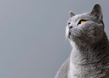 Рязанцы сообщили о живодере, который зверски убивает уличных кошек