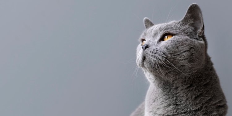 Рязанцы сообщили о живодере, который зверски убивает уличных кошек