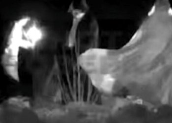 В рязанском лесу фотоловушка засняла пугающие обряды людей у костра