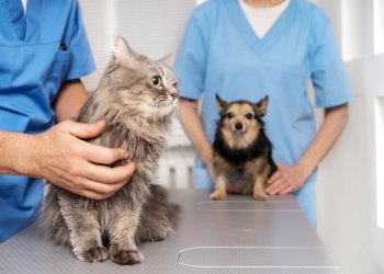 Малков: 25 декабря в рязанском Спасске откроется новая ветеринарная станция