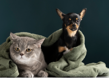 Рязанцев приглашают на выставку-пристройство для кошек и собак