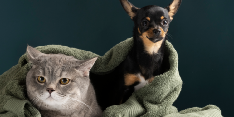 Рязанцев приглашают на выставку-пристройство для кошек и собак