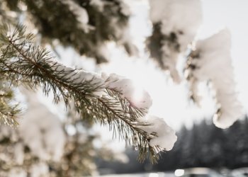 Синоптик Евгений Тишковец пообещал, что зима наступит в Центральной России с 13 декабря Синоптик Евгений Тишковец пообещал, что зима наступит в Центральной России с 13 декабря