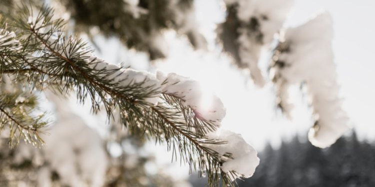 Синоптик Евгений Тишковец пообещал, что зима наступит в Центральной России с 13 декабря Синоптик Евгений Тишковец пообещал, что зима наступит в Центральной России с 13 декабря