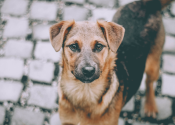 Рязанцам напомнили о новогодней выставке-пристройстве бездомных животных