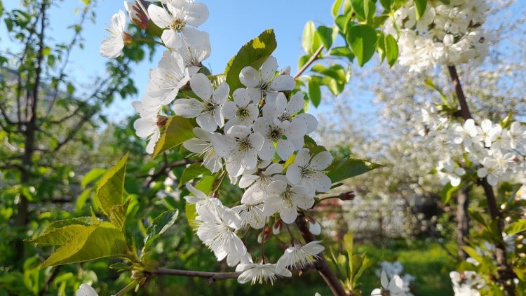 Россиянам пообещали июльскую погоду в предстоящие выходные дни