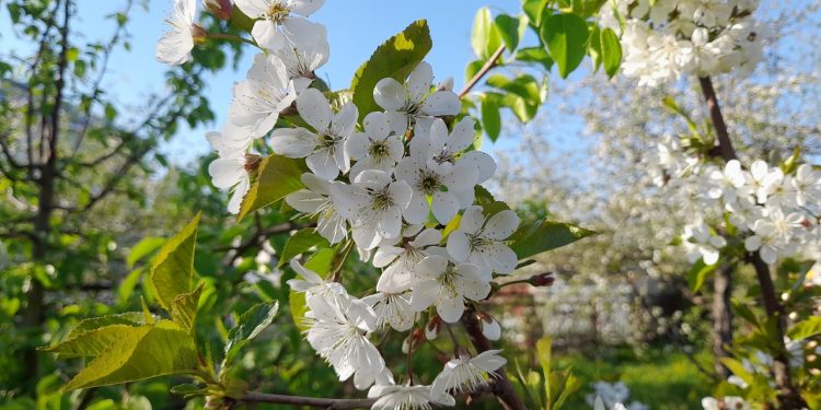 На Пасху в Рязанскую область вернется майское тепло На Пасху в Рязанскую область вернется майское тепло