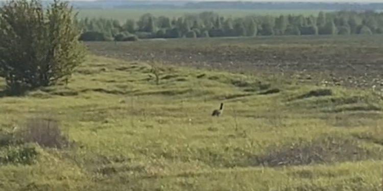 В Рязанской области запечатлели зайца