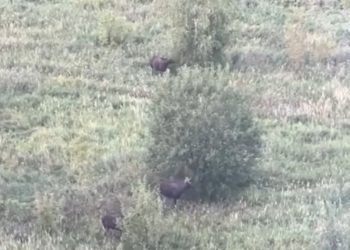 На улице Быстрецкой запечатлели семью лосей На улице Быстрецкой запечатлели семью лосей