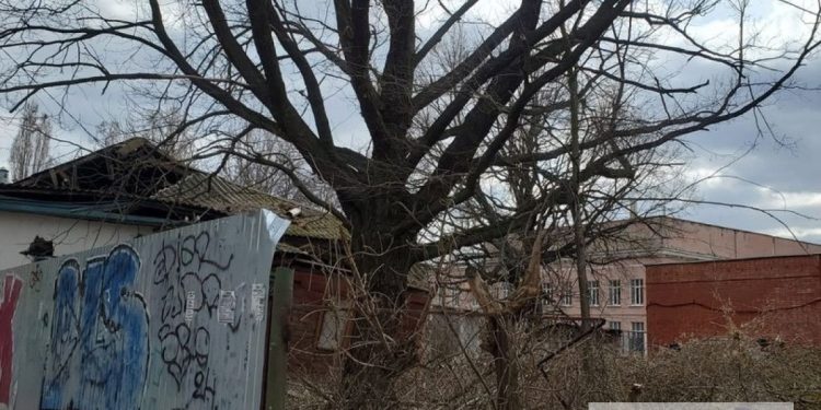 На улице Щедрина хотят спилить вековой дуб