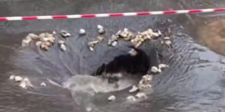 Напротив рязанской ОДКБ провалился асфальт