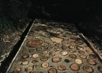 В рязанском Лесопарке заметили часть новой экотропы В рязанском Лесопарке заметили часть новой экотропы