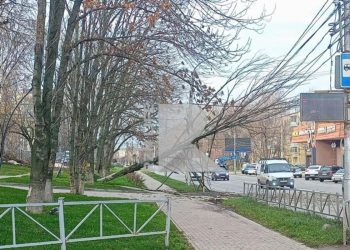 В районе рязанского Кального упало дерево В районе рязанского Кального упало дерево