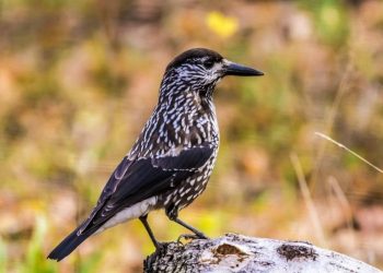 В Рязанском регионе засняли редкую птицу кедровку